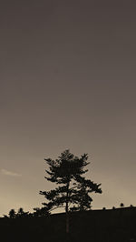 Tree against sky at night