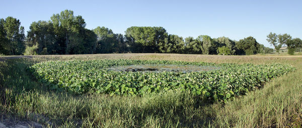 Scenic view of agricultural field against sky