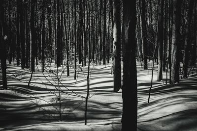 Road passing through trees