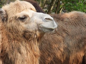 Close-up of camel head