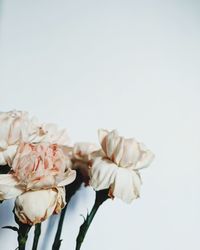 Close-up of roses against white background