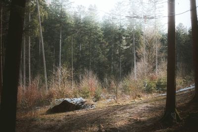 Trees in forest