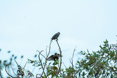 Low angle view of insect on plant against sky