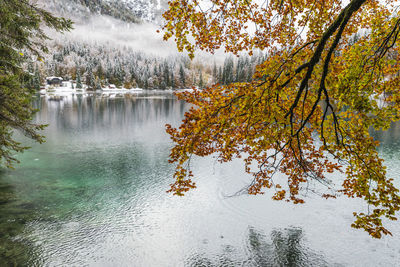 Tree by lake in forest during autumn