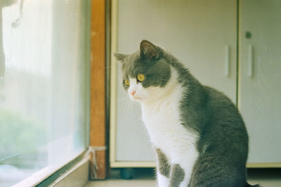 Cat looking through window at home