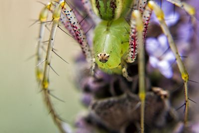 Close-up of insect on purple flower
