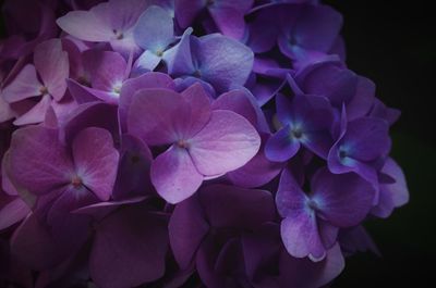 Close-up of purple hydrangea flowers