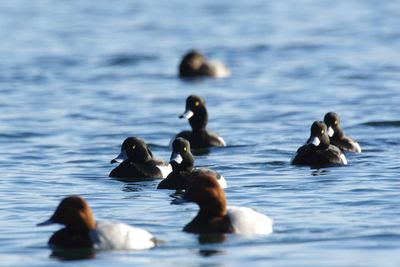 Ducks swimming in lake