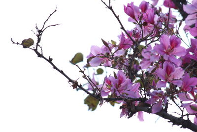 Close-up of cherry blossoms in spring