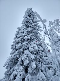 Low angle view of snow covered tree