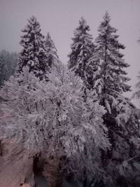 Close-up of snow covered tree