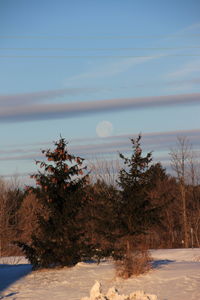 Trees against sky during winter