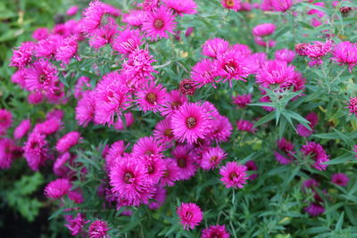 Close-up of pink flowers blooming outdoors