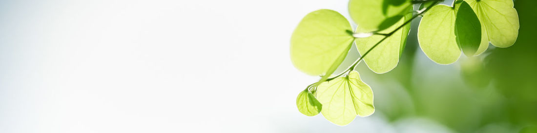 Close-up of leaves against white background