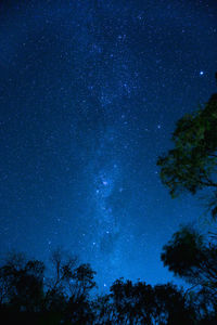 Low angle view of trees against sky at night