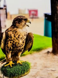 Close-up of a bird