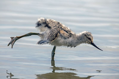 Baby avocet in spring in the netherlands