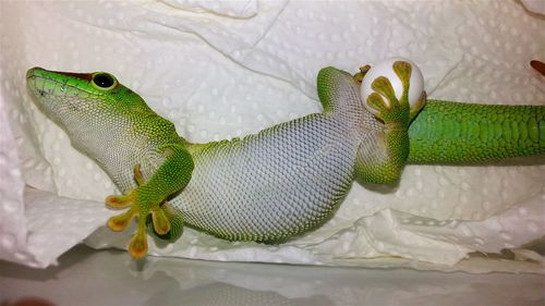 Close-up of lizard on leaf