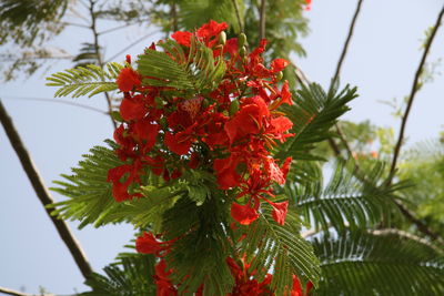 Low angle view of red flowers blooming on tree