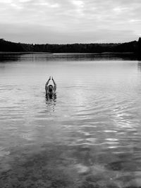 View of duck in lake