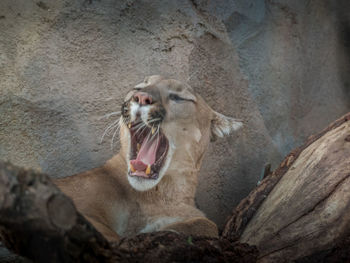 Close-up of cat yawning