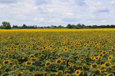 Scenic view of yellow flowers growing in field against sky