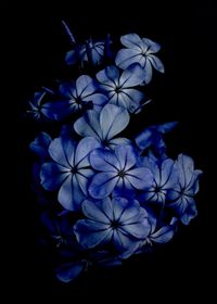 Close-up of purple flower against black background
