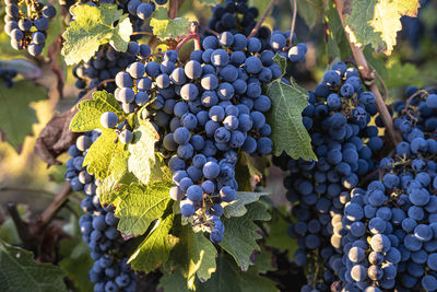 Vineyards in early autumn in spain