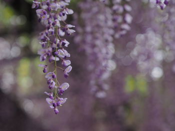 Close-up of purple flowering plants