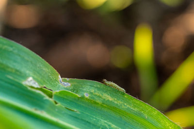 Close-up of wet plant leaves