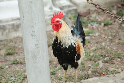 Close-up of rooster on land