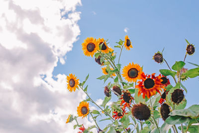 Cute beautiful red yellow sunflower heads against blue sky outdoor. flower heads growing on stems 