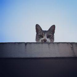 Portrait of a cat against wall