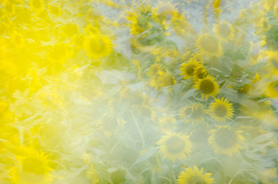 Close-up of yellow flower