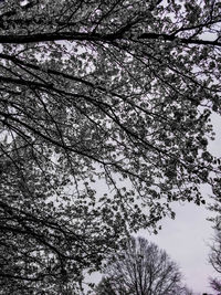 Low angle view of tree against sky