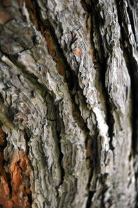 Full frame shot of tree trunk