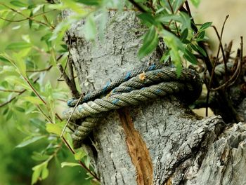 tree