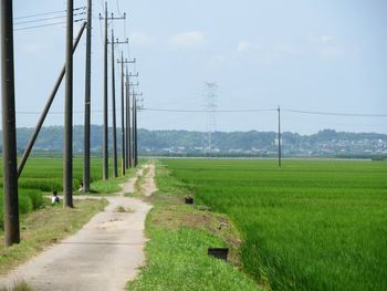 Electricity pylons by rice paddy against sky