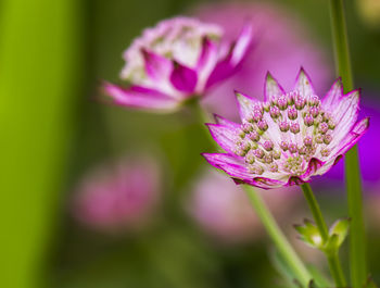 Close-up of purple flower