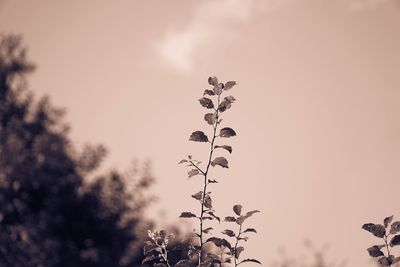 Low angle view of flowering plant against sky