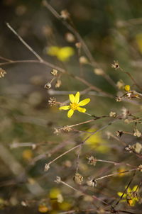 Close-up of yellow flowering plant