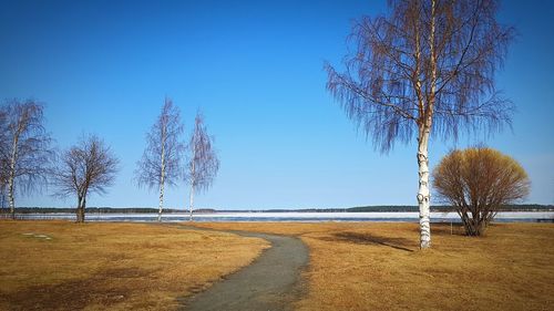 Bare trees on field against clear blue sky