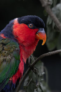Close-up of parrot