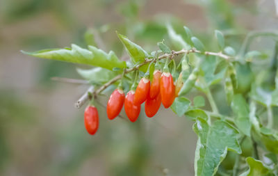 Close-up of red chili peppers growing on plant