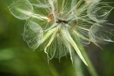 Close-up of dandelion on plant