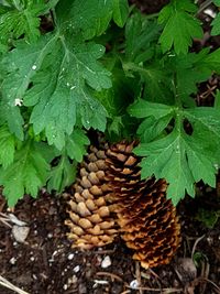 Close-up of fresh green plants