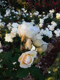 Close-up of white flowers