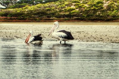 Birds in calm lake