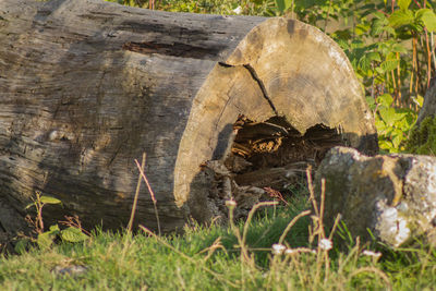 Close-up of lizard on wood in forest