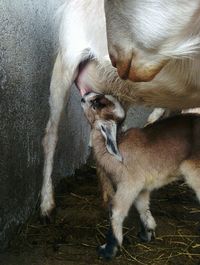 Goat giving milk to its baby.